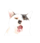 えらいねこ2（個別スタンプ：13）