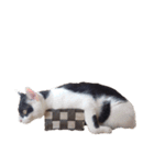 えらいねこ2（個別スタンプ：16）
