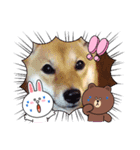 柴犬のつくし【LINEコラボ】（個別スタンプ：5）