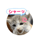 りんご屋さんのアイドル4（個別スタンプ：21）
