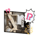 りんご屋さんのアイドル4（個別スタンプ：24）