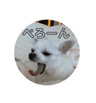 スムースチワワの百花ちゃん（個別スタンプ：1）