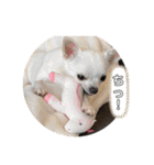 スムースチワワの百花ちゃん（個別スタンプ：4）