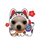スムースチワワの百花ちゃん（個別スタンプ：8）
