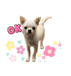 スムースチワワの百花ちゃん（個別スタンプ：12）