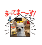 スムースチワワの百花ちゃん（個別スタンプ：15）