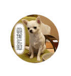 スムースチワワの百花ちゃん（個別スタンプ：17）