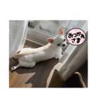 スムースチワワの百花ちゃん（個別スタンプ：22）