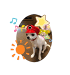 スムースチワワの百花ちゃん（個別スタンプ：24）