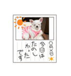 スムースチワワの百花ちゃん（個別スタンプ：36）
