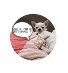 スムースチワワの百花ちゃん（個別スタンプ：37）