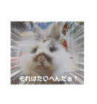 うさカフェりび〜全員集合④〜（個別スタンプ：7）