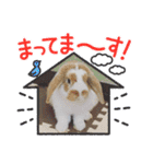 うさカフェりび〜全員集合④〜（個別スタンプ：11）