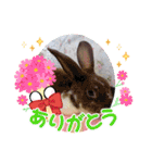 うさカフェりび〜全員集合④〜（個別スタンプ：14）