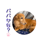 ダンク スタンプ③（個別スタンプ：5）