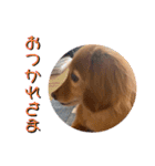 ダンク スタンプ③（個別スタンプ：15）