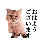 かわいい猫の実写スタンプ：敬語（個別スタンプ：1）
