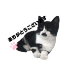 白黒族①（個別スタンプ：1）