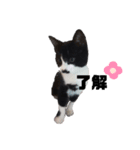 白黒族①（個別スタンプ：9）