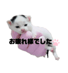 白黒族①（個別スタンプ：15）