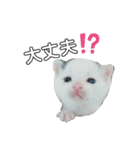 白黒族①（個別スタンプ：18）