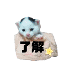 白黒族①（個別スタンプ：21）