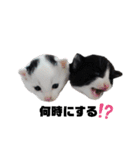 白黒族①（個別スタンプ：22）