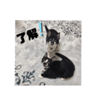 白黒族①（個別スタンプ：26）