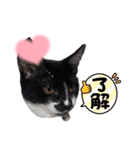 白黒族①（個別スタンプ：28）