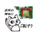 占い猫さん（個別スタンプ：29）