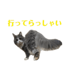 モフモフ猫のサイベリアンみるくちゃん（個別スタンプ：33）