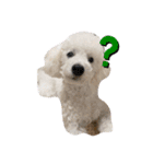 愛犬ぷぅ君の日常2（個別スタンプ：1）