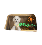 愛犬ぷぅ君の日常2（個別スタンプ：2）