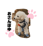愛犬ぷぅ君の日常2（個別スタンプ：3）