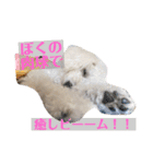 愛犬ぷぅ君の日常2（個別スタンプ：5）