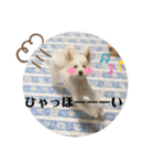愛犬ぷぅ君の日常2（個別スタンプ：8）
