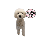 愛犬ぷぅ君の日常2（個別スタンプ：11）