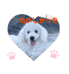 愛犬ぷぅ君の日常2（個別スタンプ：12）