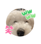 愛犬ぷぅ君の日常2（個別スタンプ：13）
