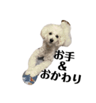 愛犬ぷぅ君の日常2（個別スタンプ：14）