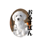 愛犬ぷぅ君の日常2（個別スタンプ：15）
