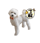 愛犬ぷぅ君の日常2（個別スタンプ：16）
