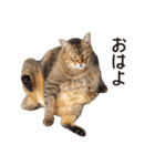 よーやが居る生活（個別スタンプ：1）