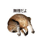 よーやが居る生活（個別スタンプ：5）