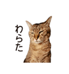 よーやが居る生活（個別スタンプ：12）