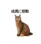 よーやが居る生活（個別スタンプ：14）