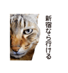 よーやが居る生活（個別スタンプ：17）