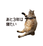 よーやが居る生活（個別スタンプ：20）
