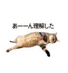 よーやが居る生活（個別スタンプ：22）