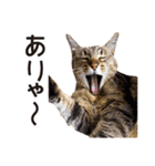 よーやが居る生活（個別スタンプ：28）